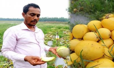 রক মেলন চাষ করে তাক লাগিয়ে দিয়েছেন প্রবাসী