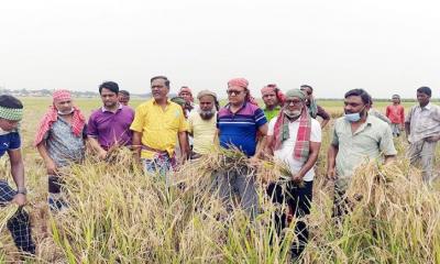 ব্রাহ্মণবাড়িয়ায় রোজা রেখে কৃষকের ধান কাটছে যুবলীগ