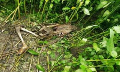 মেহেরপুরে পাট ক্ষেত থেকে নারীর মরদেহ উদ্ধার