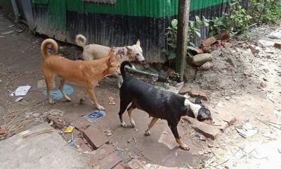 দিনে কুকুর আর রাতে শিয়ালের উপদ্রবে অতিষ্ঠ রূপগঞ্জবাসী