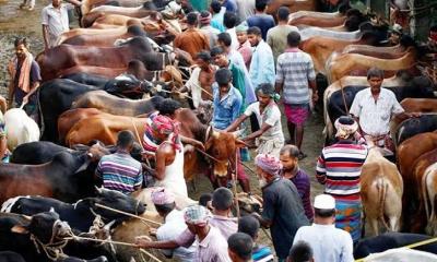 ব্রাহ্মণবাড়িয়ায় পশুর হাটে গরু বাঁধার জায়গা নিয়ে বিরোধে একজন নিহত