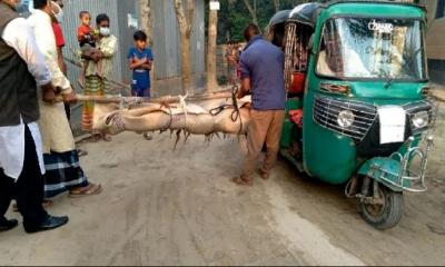 টাঙ্গাইলে স্বামীকে হত্যা করলো স্ত্রী