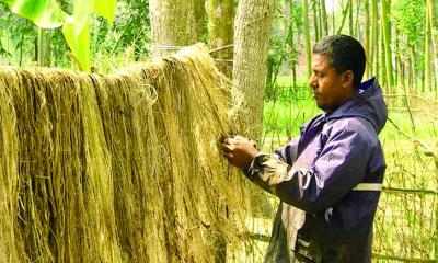 কলাগাছের আঁশ উৎপাদন করে ভাগ্য বদলের স্বপ্ন