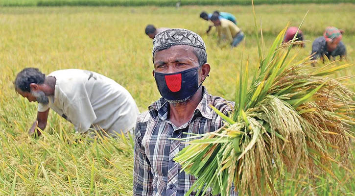 সাড়ে ৯৭ হাজার ক্ষতিগ্রস্ত কৃষক পাচ্ছেন নগদ সহায়তা 