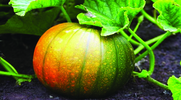 বিশেষ ৬ কারণে খাবেন মিষ্টি কুমড়া