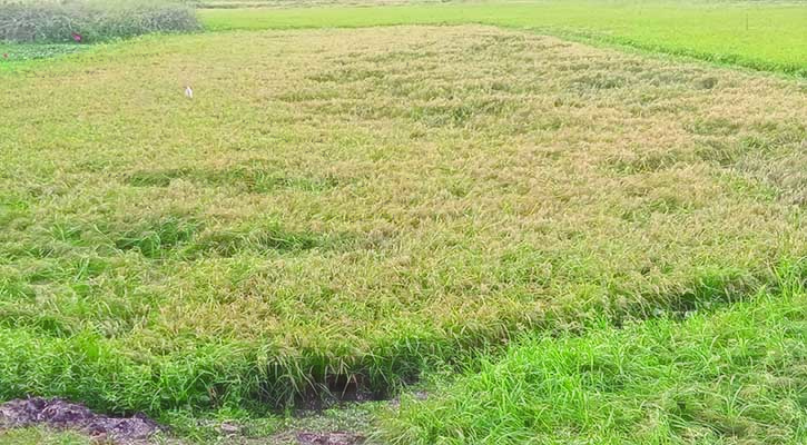 রূপগঞ্জে ধান কাটার শ্রমিকের অভাব