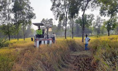 শ্রীপুরে ‘রুপা আমন’ ধান কাটা নিয়ে ব্যস্ত কৃষকরা