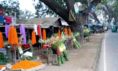 হাসি ফুটছে ফুল চাষীদের মুখে