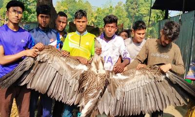 ফুলবাড়ীতে মহাবিপন্ন প্রজাতির শকুন উদ্ধার 