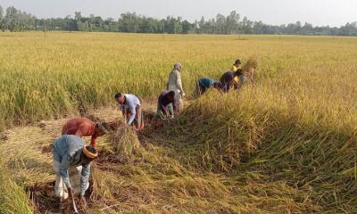অনিয়ম বন্ধে অ্যাপে ধান কেনার উদ্যোগ