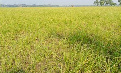 পেঁয়াজের চারার সা‌থে এ কেমন শত্রুতা!