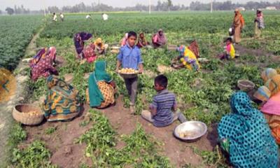 বালিয়াডাঙ্গীতে লোকসানের মুখে আলু চাষিরা!