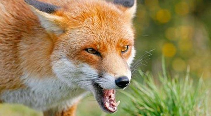 পাগলা শিয়ালের কামড়ে আহত ৯ জন