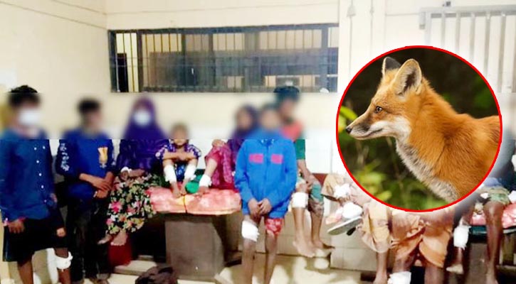 দুপচাঁচিয়ায় শেয়াল আতংক