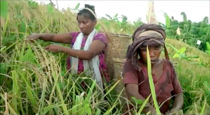 জুমের সোনালী পাকা ধানে ছেয়ে গেছে পাহাড়