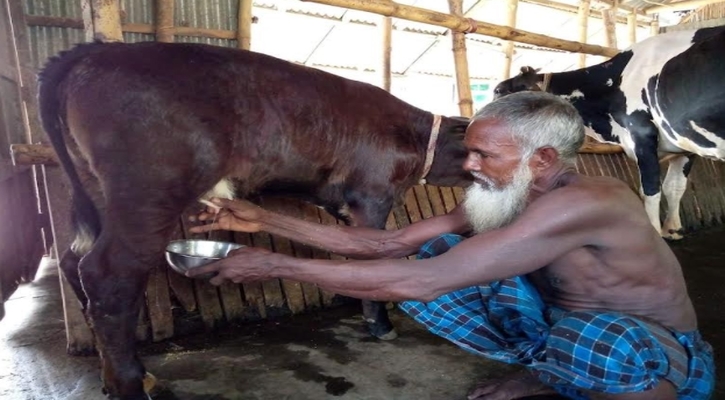 ৪০ দিনের বকনা বাছুর দিনে দুধ দিচ্ছে আধা লিটার!