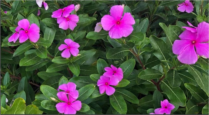 নয়নতারা