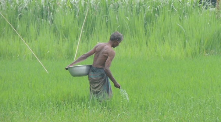 ঝিনাইদহে কৃষকের স্বপ্ন খাচ্ছে মাজরা পোকায়