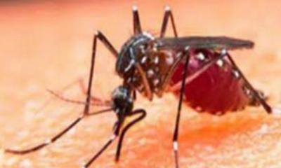 দেশে ডেঙ্গু আক্রান্ত হয়ে আরও ২৪৬ জন হাসপাতালে