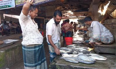 বেতাগীতে ইলিশের আকাল, চড়া দাম