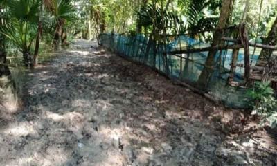 রাস্তা নয়, যেন ধান চাষের জমি!