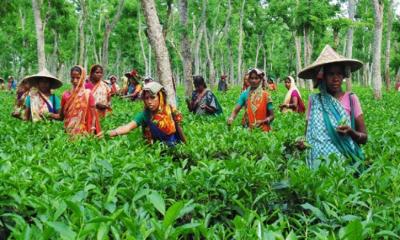 চা চাষে ১৬৮ বছরের রেকর্ড ভেঙেছে বাংলাদেশে