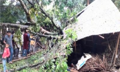 কালবৈশাখী ঝড়ে ঘরে গাছচাপায় দুই শিশুসহ মায়ের মৃত্যু