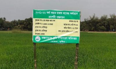খোকসায় ব্লাস্ট প্রতিরোধ গমের ব্যাপক আবাদ