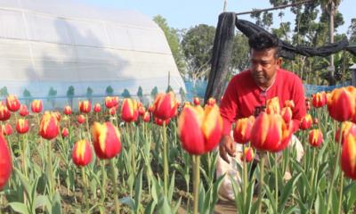 গ্রীষ্মের বাধা পেরিয়ে নেদারল্যান্ডসের ফুল টিউলিপ এখন যশোরের গদখালীতে