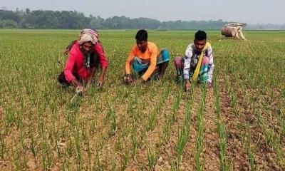 খোকসায় পেঁয়াজের বাম্পার ফলনের আশায় কৃষকেরা