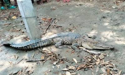 মোংলায় মৎস্য ঘের থেকে কুমির উদ্ধার