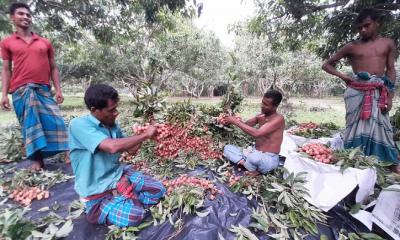 শ্রীপুরে উন্নত জাতের লিচু আবাদে ঝুঁকছেন চাষীরা