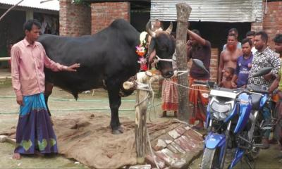 ৩৭ মণ ওজনের ‘বিগ বস’ কিনলে মোটরসাইকেল উপহার