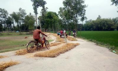 সৈয়দপুরে সনাতন পদ্ধতিতে গম মাড়াই