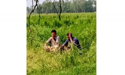 ধামইরহাটে কালবৈশাখী ঝড়ে ধানের ব্যাপক ক্ষতি, কৃষকের মাথায় হাত