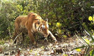 সুন্দরবনে বাঘের আক্রমণে মৌয়াল নিহত