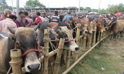 সারাদেশে বসছে ৪৪০৭ পশুর হাট, মাস্ক ছাড়া প্রবেশ নয়