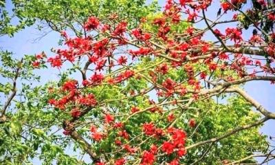 নেত্রকোণায় গাছে গাছে ফুটেছে বসন্তের পলাশ, শিমুল-কাঞ্চন আর বাসন্তী