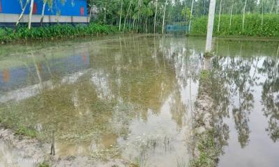 কুড়িগ্রামে টানা বৃষ্টিতে আমন ধানের বীজতলা নিয়ে দুশ্চিন্তায় কৃষকরা