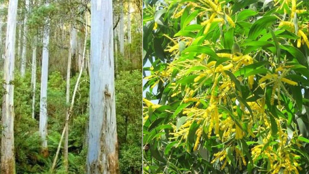 নিষিদ্ধ হলো আগ্রাসী প্রজাতির গাছ রোপন