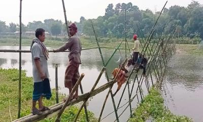 ঝিনাইদহে স্বেচ্ছাশ্রমে বাঁশের সাঁকো নির্মাণ 