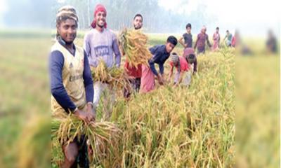 কুমিল্লায় রোপা আমন ধান কাটার উৎসব, কৃষকের মুখে হাসি