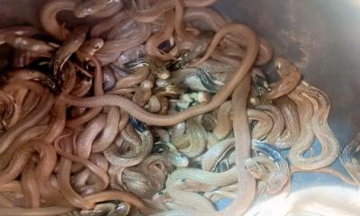 মধুখালীতে শোবার ঘরে মিলল গোখরা সাপের ২৫ বাচ্চা