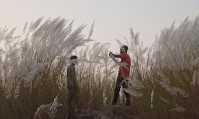 টাঙ্গন নদীর ধারের কাশফুলের সাদা শুভ্রতায় ছুটছেন সবাই