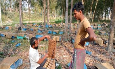 মধুখালীতে খাঁচায় হচ্ছে খাঁটি মধু