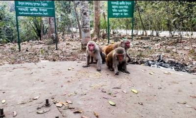 খাবারের অভাবে লোকালয়ে বানর, মানতে নারাজ বন বিভাগ