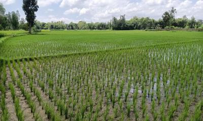 কৃষি কাজে সারের দামের প্রভাব, জ্বালানি তেলের তাপ