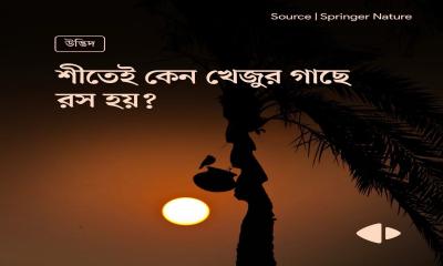 শীতেই কেন খেজুর গাছে রস হয় ?