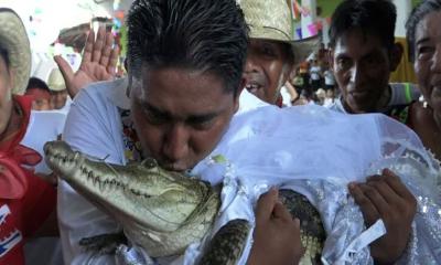 মেক্সিকোয় কুমিরকে বিয়ে করলেন মেয়র