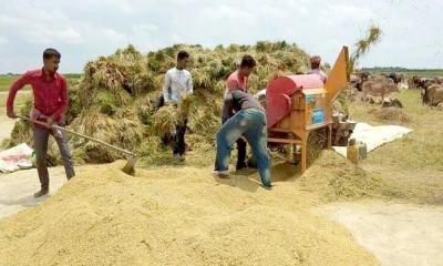 বোরোর উৎপাদন বাড়াতে ১৭০ কোটি টাকার প্রণোদনা